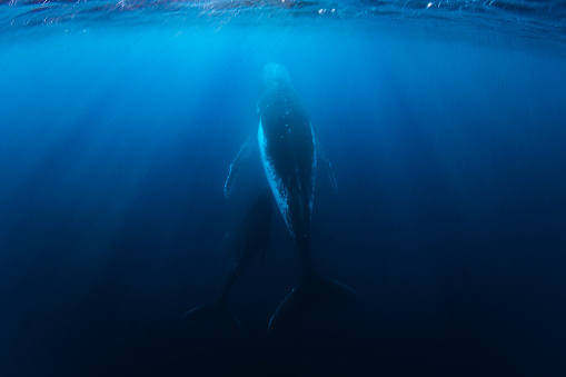 Humpback whale and calf swimming freely through open blue ocean