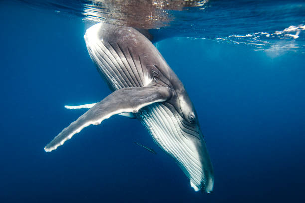 istock Humpback whale behaviour dancing beneath the surface of the open blue ocean 1299547982