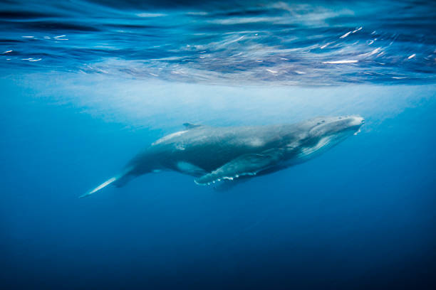istock Humpback whale swimming to the surface of the open blue ocean 1299548680