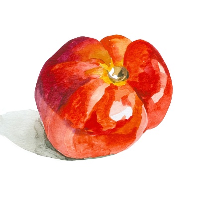 Hand painted watercolor red tomato isolated on white botanical illustration.