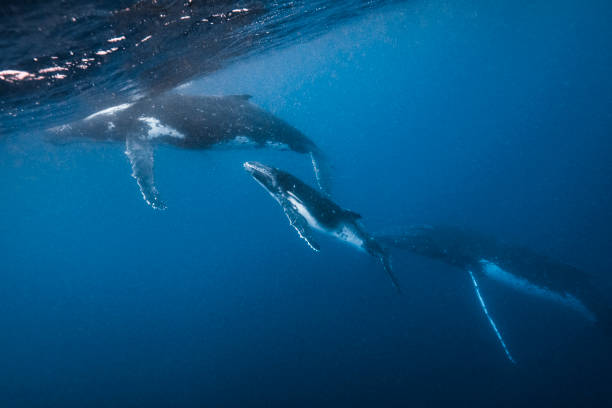 istock Humpback whales and calf swimming freely through open blue ocean 1299548935