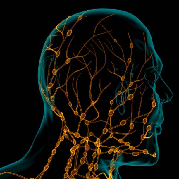 istock Human Lymph Nodes Anatomy For Medical Concept 3D Rendering 1299550528