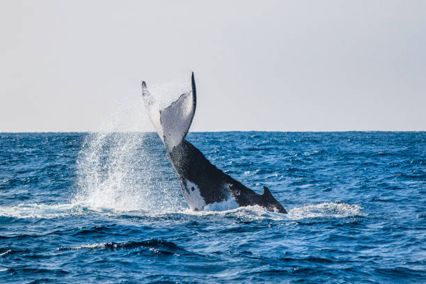 istock Humpback whale fluke during surface activity while whale watching off a boat in the ocean 1299550737