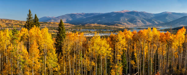 Frisco Bay Aspen Forest Panorama A line of tall amber and golden quaking aspen trees off Frisco Bay and the Dillon Reservoir in Frisco, Colorado. frisco colorado stock pictures, royalty-free photos & images