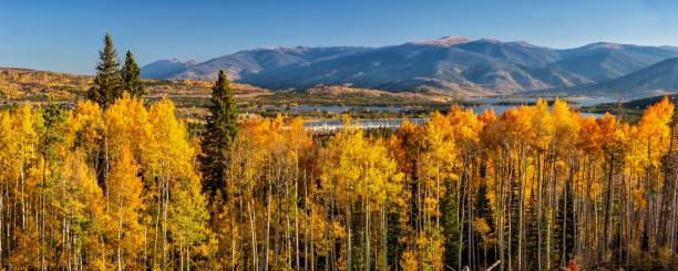 panorama florestal de frisco bay aspen - autumn sky blue treetop - fotografias e filmes do acervo