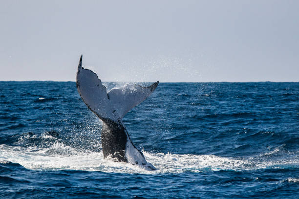 Humpback whale fluke during surface activity while whale watching off a boat in the ocean