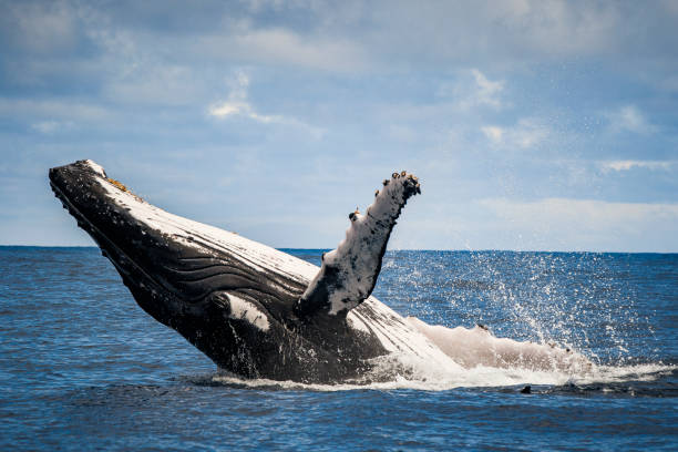 A breaching Humpback whale leaping out of the water in the Pacific Ocean around the islands of Hawaii. Photographed in a whale watching adventure in Kauai Hawaii in horizontal format in the winter season. Humpback whales are migrating in the winter months from the north to mate and give birth in the warmer islands of Hawaii.