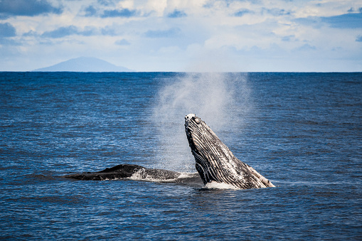 Humpback whale breaching, spy hopping and surface activity while whale watching off a boat in the ocean
