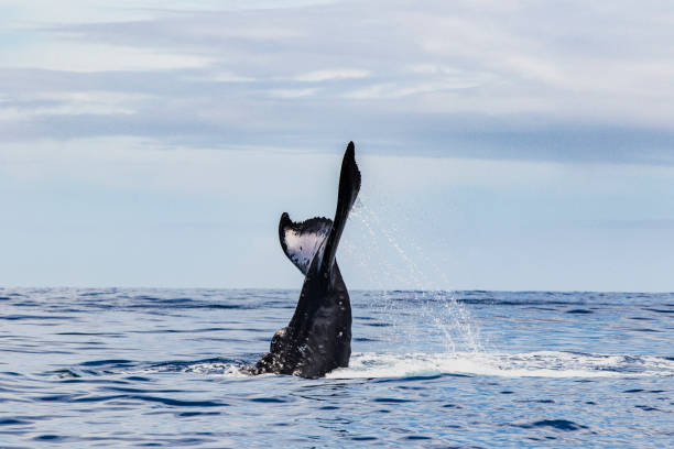 istock Humpback whale fluke during surface activity while whale watching off a boat in the ocean 1299551906