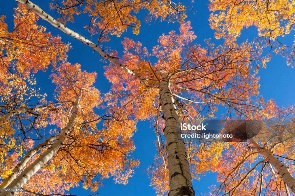 Colorful Aspen Treetops An open canopy of red, orange and golden quaking aspen leaves near Frisco, Colorado. Frisco - Colorado Stock Photo