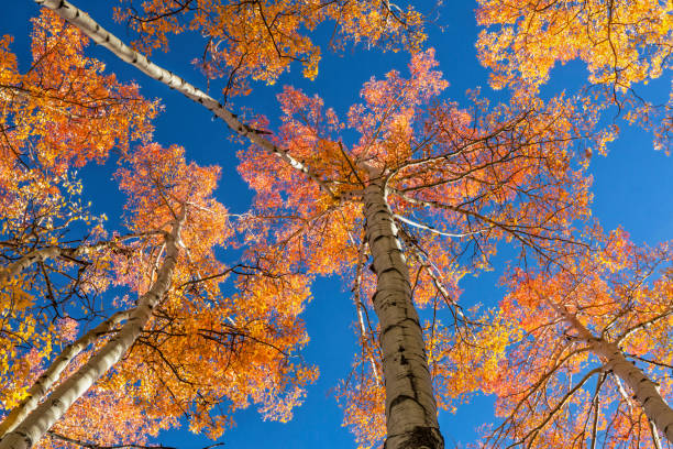 Colorful Aspen Treetops An open canopy of red, orange and golden quaking aspen leaves near Frisco, Colorado. frisco colorado stock pictures, royalty-free photos & images