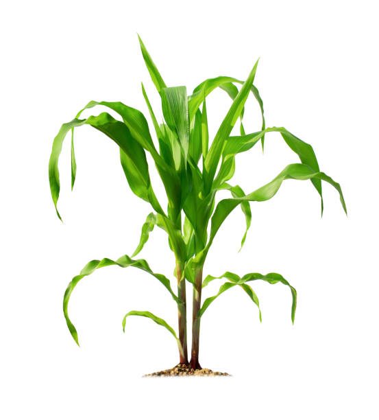 istock Corn plant isolated on a white background with clipping paths for garden design 1299552516