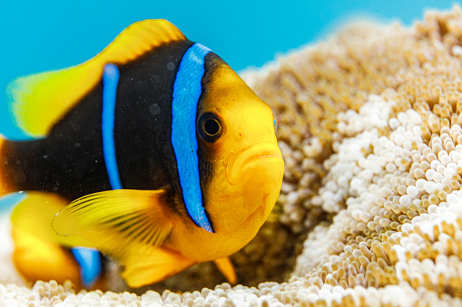 Close up of tropical clown fish in clear warm blue water over soft coral reef