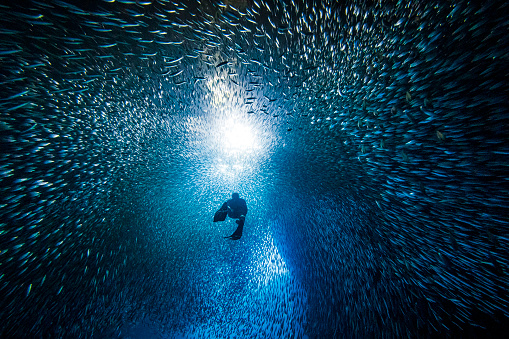 School of Barracuda fish in the blue ocean. Large group of marine life swimming together in Andaman Sea, Thailand.