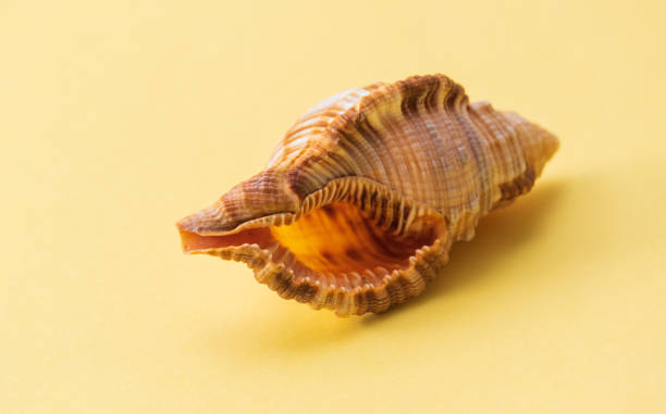 istock photo of a seashell close-up on a yellow background 1299552603