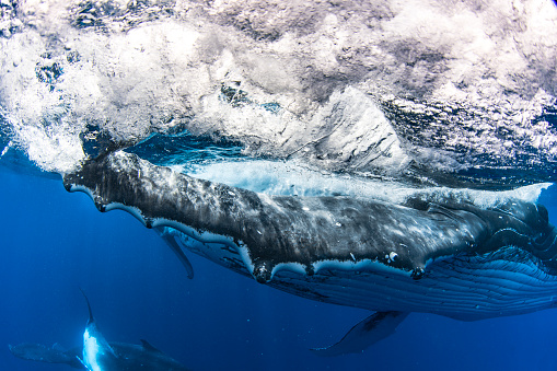 Close up of humpback whale splashing on the surface of the open blue ocean