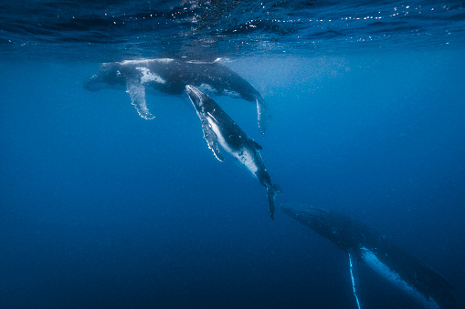 Humpback whales and calf swimming freely through open blue ocean