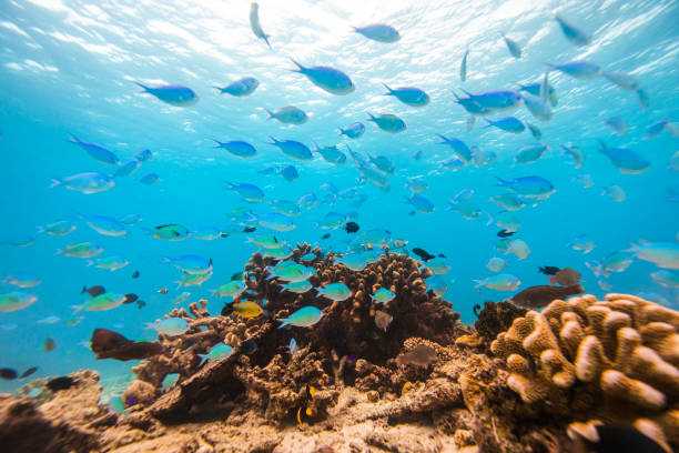 istock Tropical fish inhabiting a hard coral reef ecosystem 1299553423