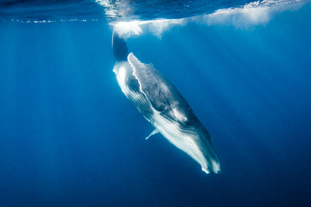 istock Humpback whale behaviour dancing beneath the surface of the open blue ocean 1299553659