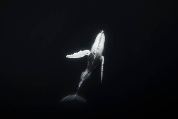 istock Humpback whale behaviour dancing beneath the surface of the ocean in black and white 1299553745