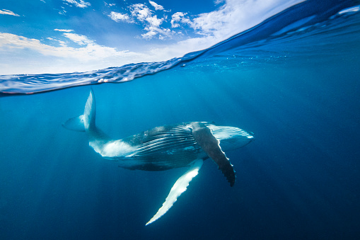 Comportamiento de ballena jorobada bailando bajo la superficie del océano azul abierto photo