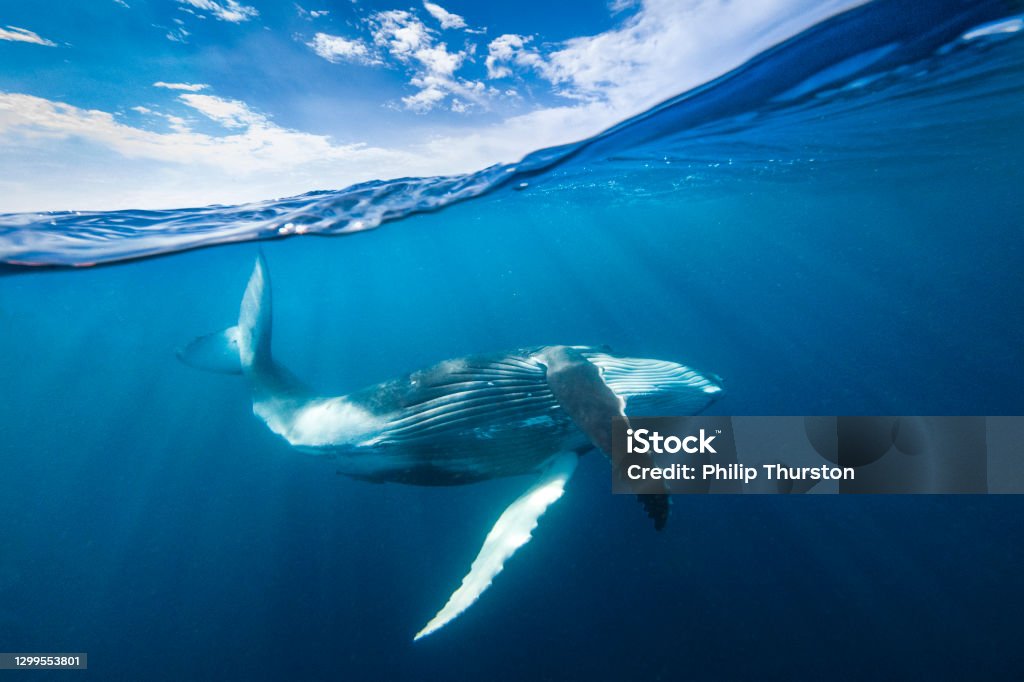 Humpback whale behaviour dancing beneath the surface of the open blue ocean Whale Stock Photo
