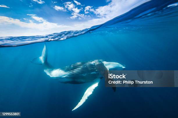 Humpback Whale Behaviour Dancing Beneath The Surface Of The Open Blue Ocean Stock Photo - Download Image Now