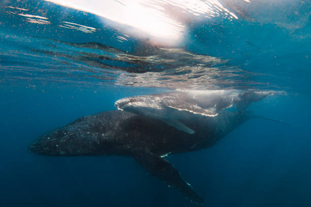 istock Humpback whales and calf swimming freely through open blue ocean 1299554582