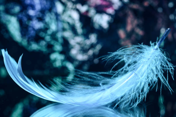 istock Beautiful blue Bird feather on a bokeh background.  Pattern background for design texture.  Macro view photography. 1299554740