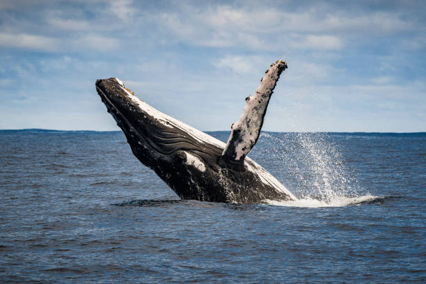 fermez-vous vers le haut de la rupture de baleine à bosse et de l’activité de surface - whale photos et images de collection