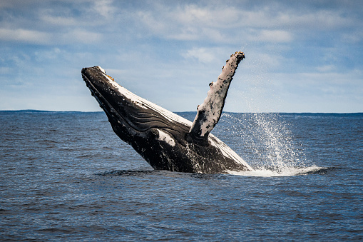 Close up of humpback whale breaching and surface activity