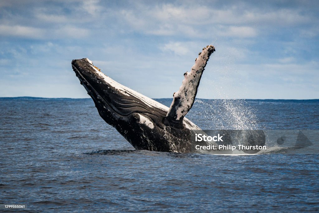 Close up of humpback whale breaching and surface activity Close up of humpback whale breaching, spy hopping and surface activity while whale watching off a boat in the ocean Whale Stock Photo