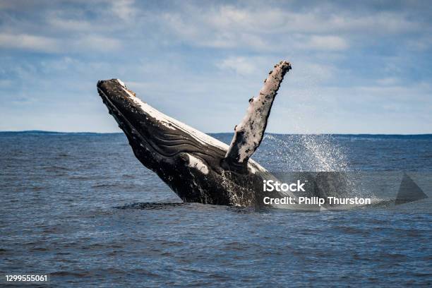 Close Up Of Humpback Whale Breaching And Surface Activity Stock Photo - Download Image Now