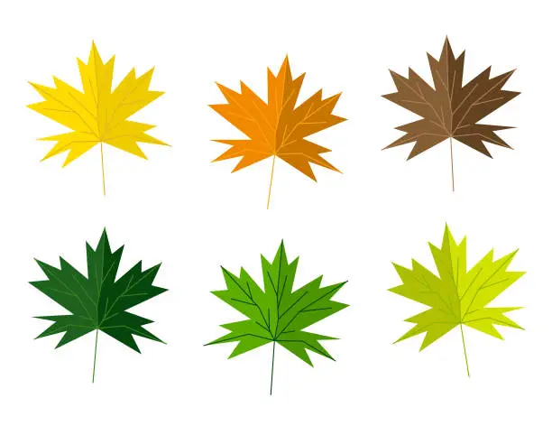 Vector illustration of Autumn leaves collection