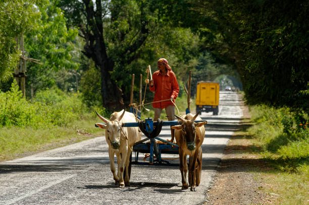 Farmer traveling by Bullock cart Farmer traveling by Bullock cart at Harihar District Davangere State Karnataka India bullock cart india stock pictures, royalty-free photos & images
