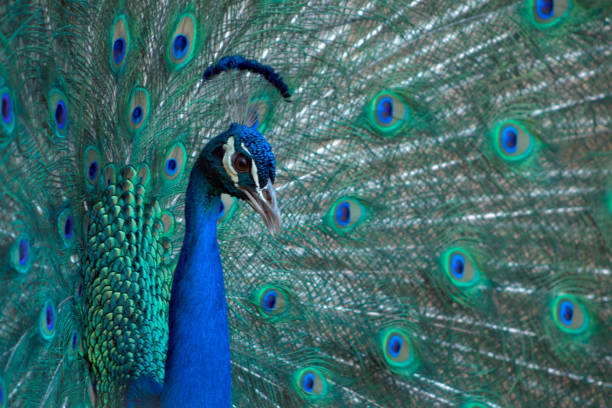 istock Portrait of beautiful peacock with feathers out ( brightly bird). 1299556820