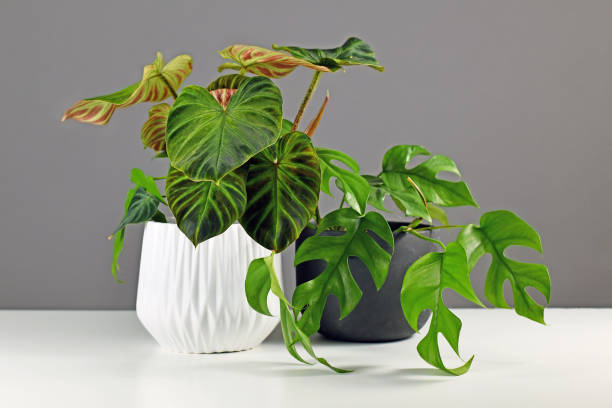 istock Tropical houseplants in beautiful flower pots on white table 1299558498
