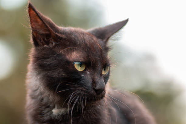 Ceilon Cat 4,200+ Ceylon Cat Stock Photos, Pictures & Royalty-Free Images - iStock