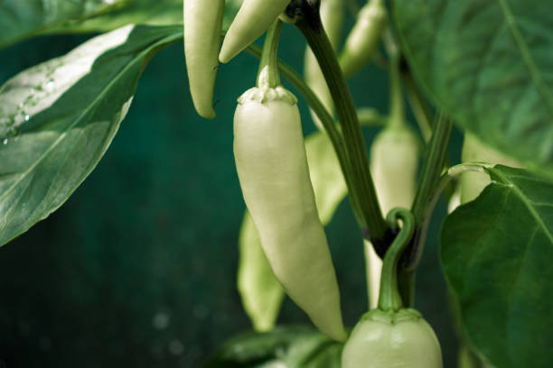 Fresh full grown banana pepper in the tree ready to pluck.