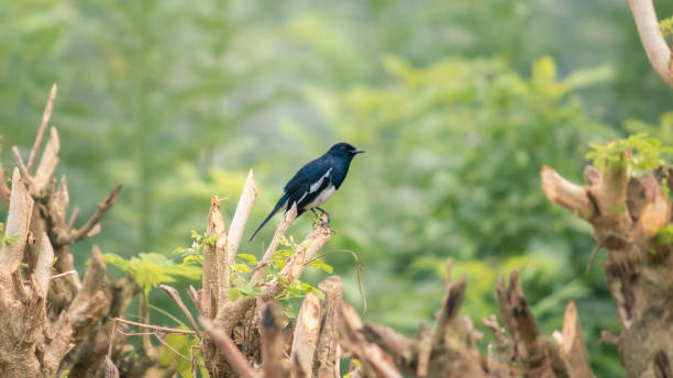 istock Oriental magpie-robin perched in cropped tree branches, side view. Tropical climate. 1299559717