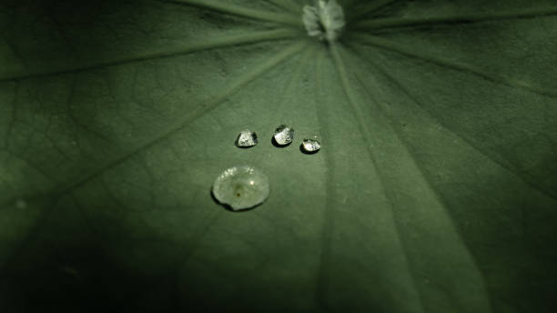 cuatro gotas de agua en la hoja de loto, es como una misteriosa criatura de agua pone un pie en la hoja. - lotus leaf fotografías e imágenes de stock