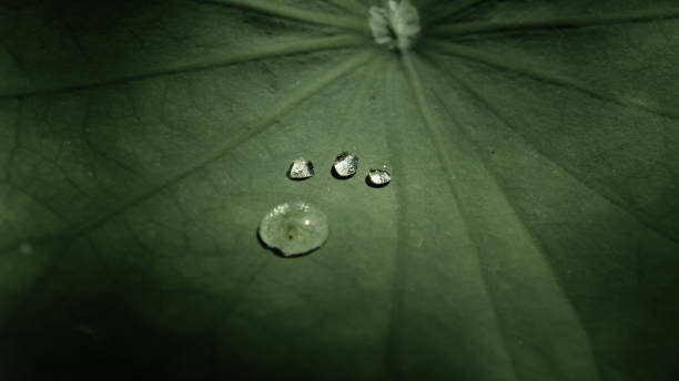 연꽃 잎에 네 개의 물방울, 그것은 신비한 물 생물이 잎에 발을 두고 처럼. - lotus leaf 뉴스 사진 이미지