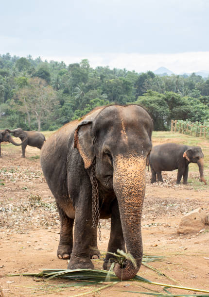 istock Pinnawala Elephant Orphanage is an nursery and captive breeding ground for wild asian elephants and has the largest herd of captive elephants in the world 1299561233