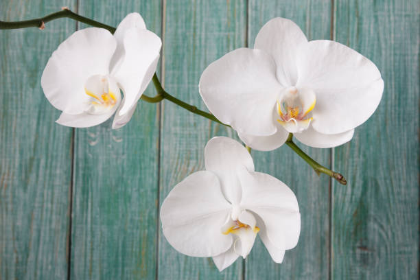 緑の木の背景にロマンチックな白い蘭 - orchid flower single flower green ストックフォトと画像