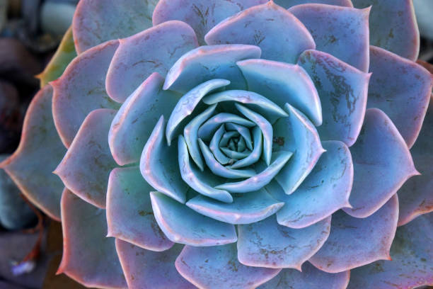 istock Macro Blue fresh Succulent echeveria plant - Texture background - Blue nature concept , Floral backdrop and beautiful detail 1299561596