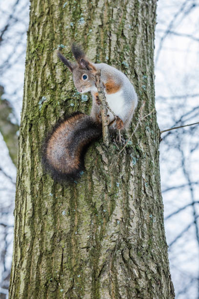 istock Curious squirrel sits on tree and looks down. Winter color of animal. 1299562555
