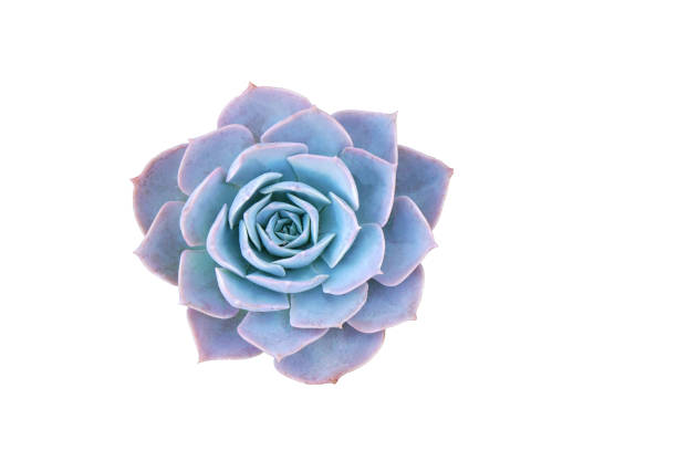 istock Blue Succulent isolated white background with clipping path , Succulent echeveria plant - Blue nature object , Floral backdrop and beautiful detail 1299563854