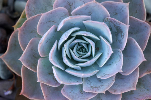 istock Macro Blue fresh Succulent echeveria plant - Texture background - Blue nature concept , Floral backdrop and beautiful detail 1299563855