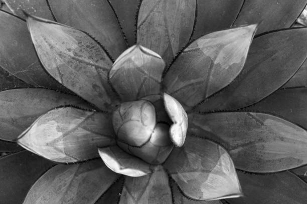 istock Macro dark succulent plants in the gardens - Top view nature texture background - Black and white patterns , Floral backdrop and beautiful detail 1299564126