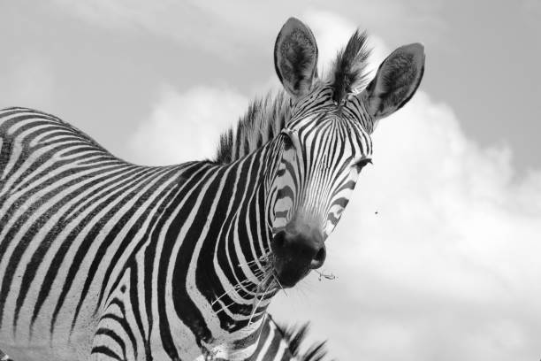 istock Mountain Zebra  IMG_8745 sw 1299564910